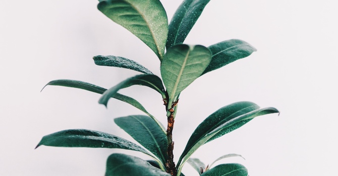 Pedicures in Calgary – Relax, Rejuvenate, and Revive Your Feet at Arcadian Spa